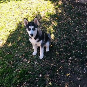 Meet your Posher, Timothy